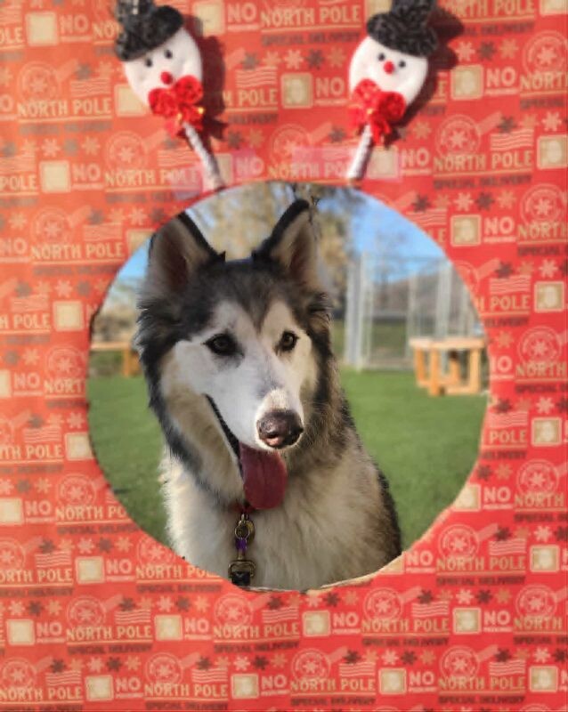 Picture of the Animal Listed